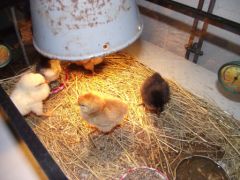 roulotte-des-amis-poussin5