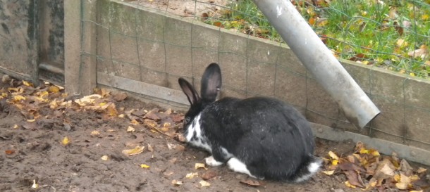 La Roulotte des Amis Lapin